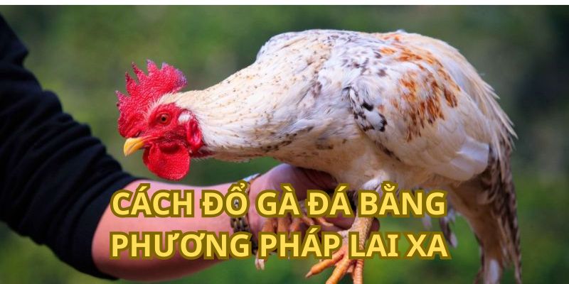 Cách đổ gà đá bằng phương pháp lai xa