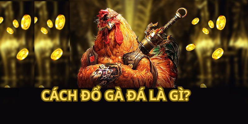 Cách đổ gà đá là gì?