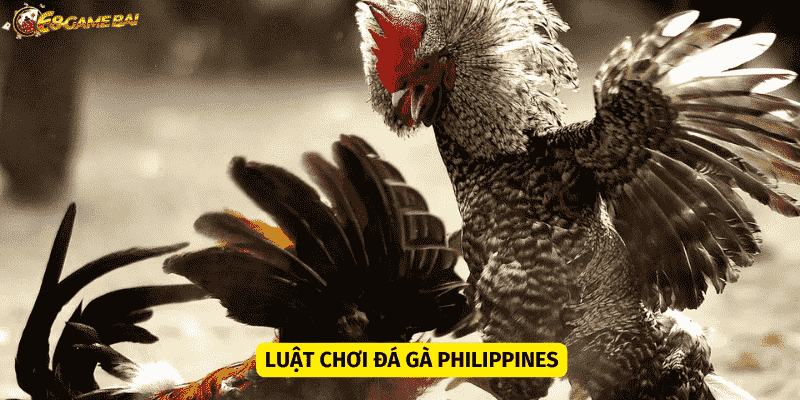 Luật chơi đá gà Philippines đơn giản và trực quan