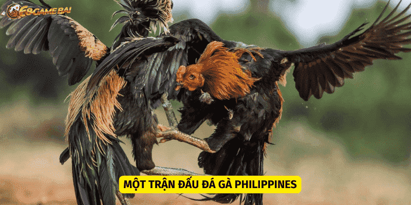 Quy trình diễn ra một trận đá gà Philippines 