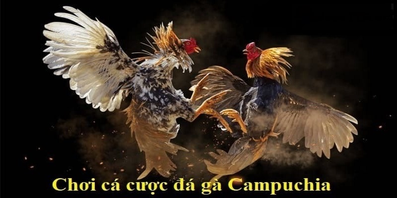 Giới thiệu về đá gà Campuchia