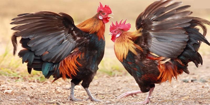 Top 3 phiên bản chọi gà Campuchia không thể bỏ qua 