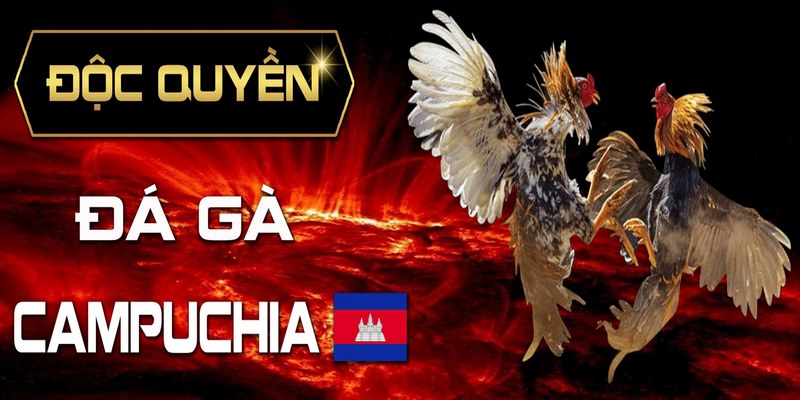 Những yếu tố làm nên tên tuổi chọi gà Campuchia 