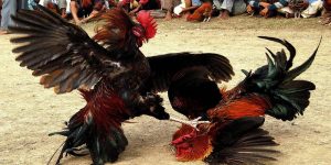 Đá Gà Thomo - Theo Dõi Trận Đấu Kịch Tính Và Thú Vị