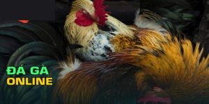 Đá Gà 24 Tỷ - Trận Đấu Kinh Điển Làm Sục Sôi Giới Chọi Gà