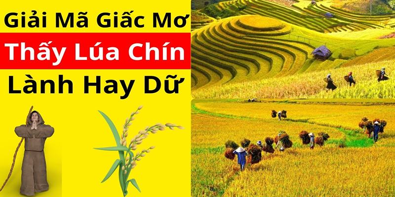 Giải mã thông điệp của những giấc mơ thấy lúa chín vàng