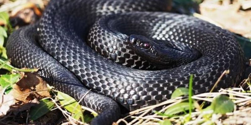 Mộng thấy mình bị rắn đen đuổi theo